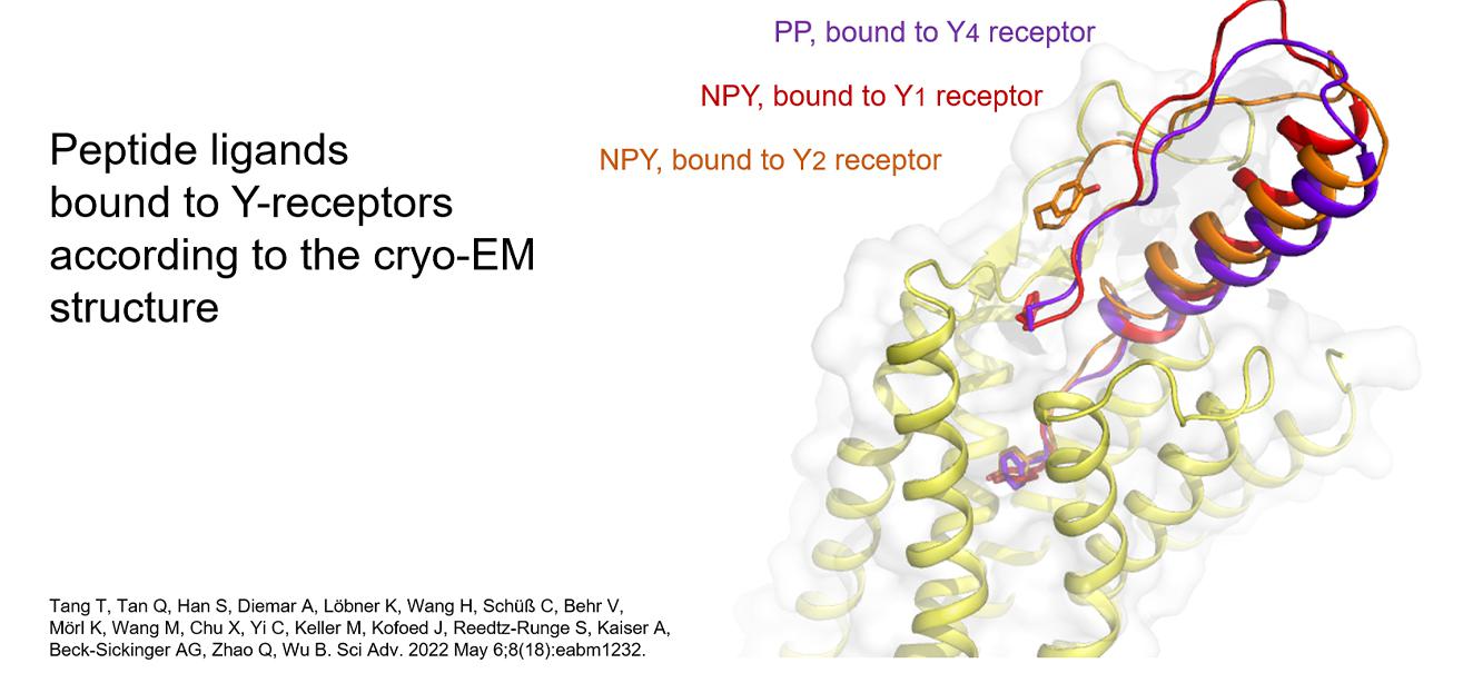 peptide ligands bound to Y-receptors according to the cryo-EM structure